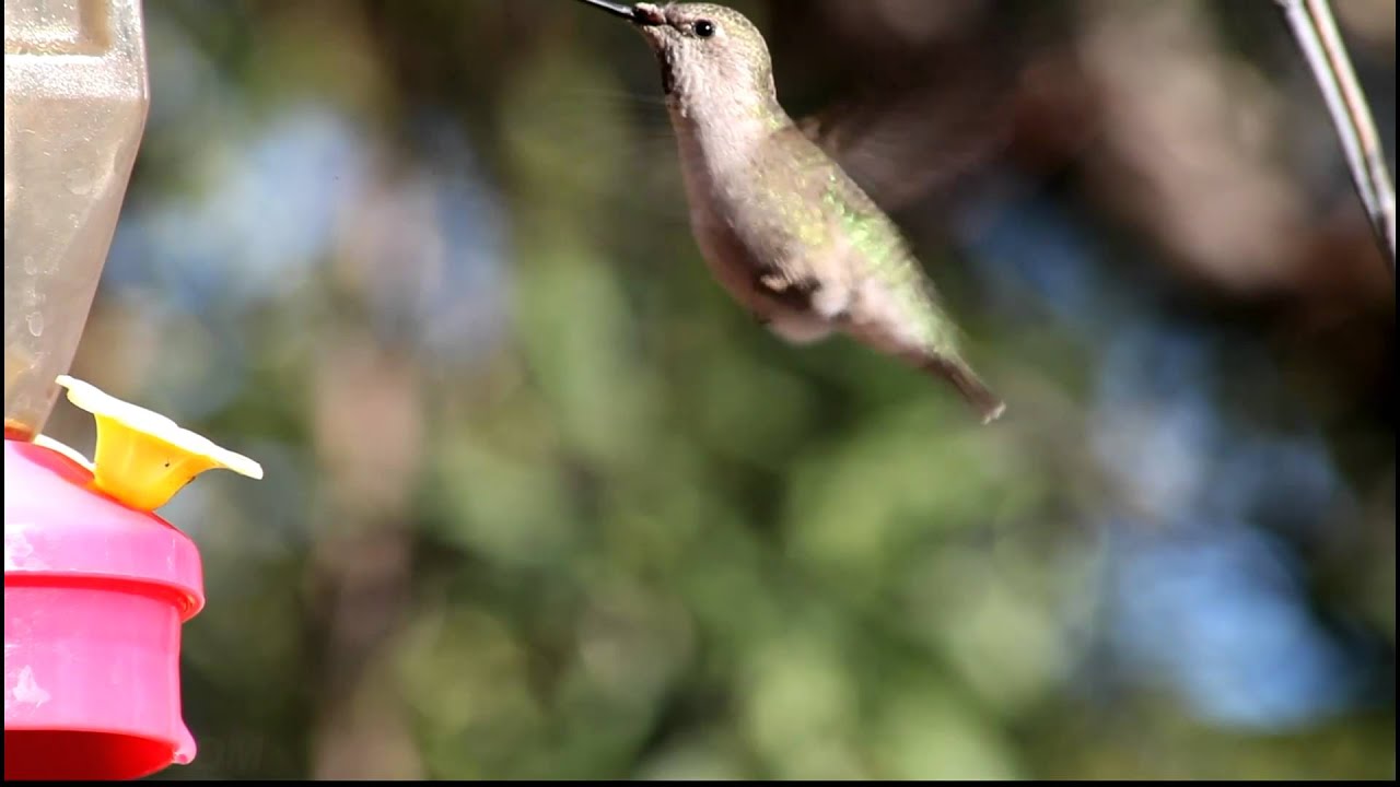 Realtime 1080p Anna's Hummingbird at feeder closeup V08888 