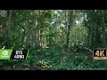 [4K] Virtual Forest Walk - Unreal Engine 5 Ultra Realistic Jungle Forest Demo looks Insane RTX4090