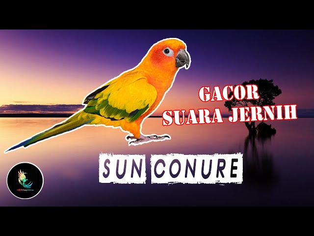 Masteran Sun Conure Gacor Suara Jernih class=