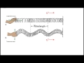 Waves in Action: Understanding Longitudinal and Transverse Waves Through Slinkies