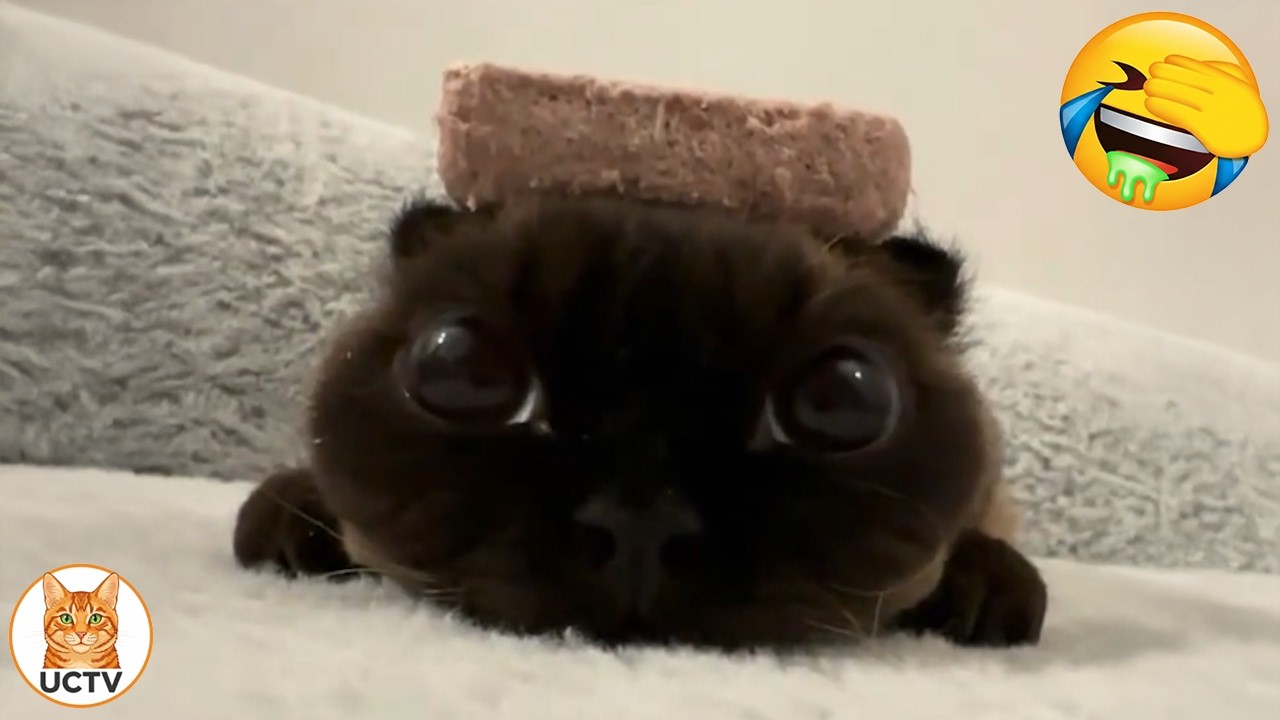 Новые самые смешные видео с котами 😼Попробуйте не засмеяться😜Ежедневная порция интернет-котов. Ча...