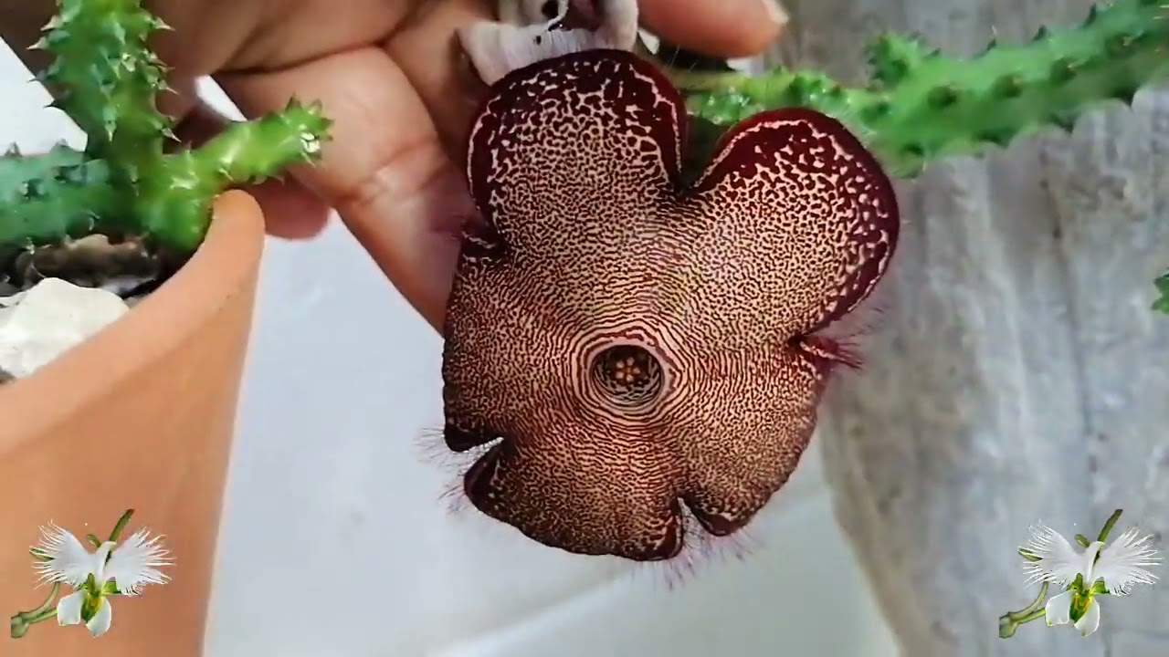 Cuidados Edithcolea Grandis Alfombra Persa, mi diario de jardin