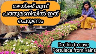 8 Tips to Save Portulaca / Moss Rose from Rains | മഴയത്ത് പത്തുമണി ചെടി നശിക്കാതിരിക്കാൻ 8 ടിപ്സ്