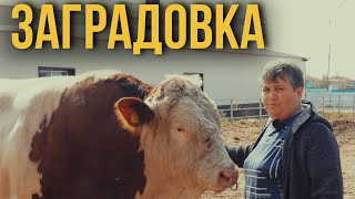Заградовка - высокий уровень молочного животноводства! Хозяйства Казахстана!