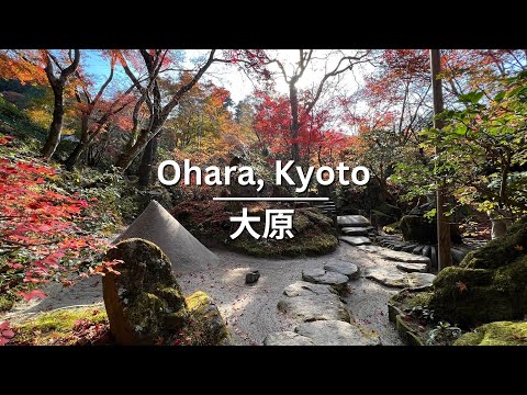 Ohara, Kyoto - Autumn foliage, temples, tea VLOG