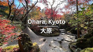 Ohara, Kyoto - Autumn foliage, temples, tea VLOG