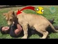 5 Reencuentros de Animales con sus Cuidadores Que Te Harán Llorar