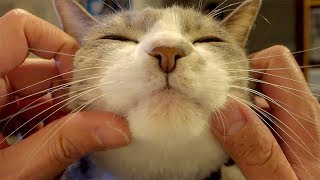 バーチャル・モフモフ  Cat Face Massage