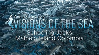 Epic School of Jacks Malpelo Island Colombia 4K Underwater Video Relaxing Music Visions of the Sea