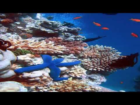 Почему гибнут коралловые рифы?