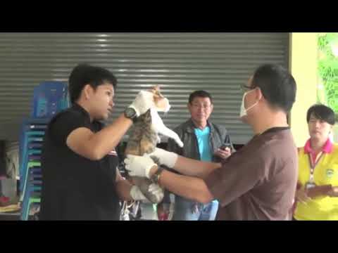 ตราด-ปศุสัตว์อำเภอคลองใหญ่ ออกหน่วยบริการฉีดวัคซีนป้องกันโรคพิษสุนัขบ้า