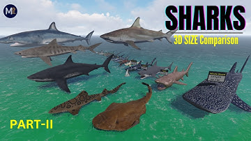 🦈Shark SIZE Comparison 🦈 (Updated- Part II) || Smallest to Largest Sharks in the world EVER Existed