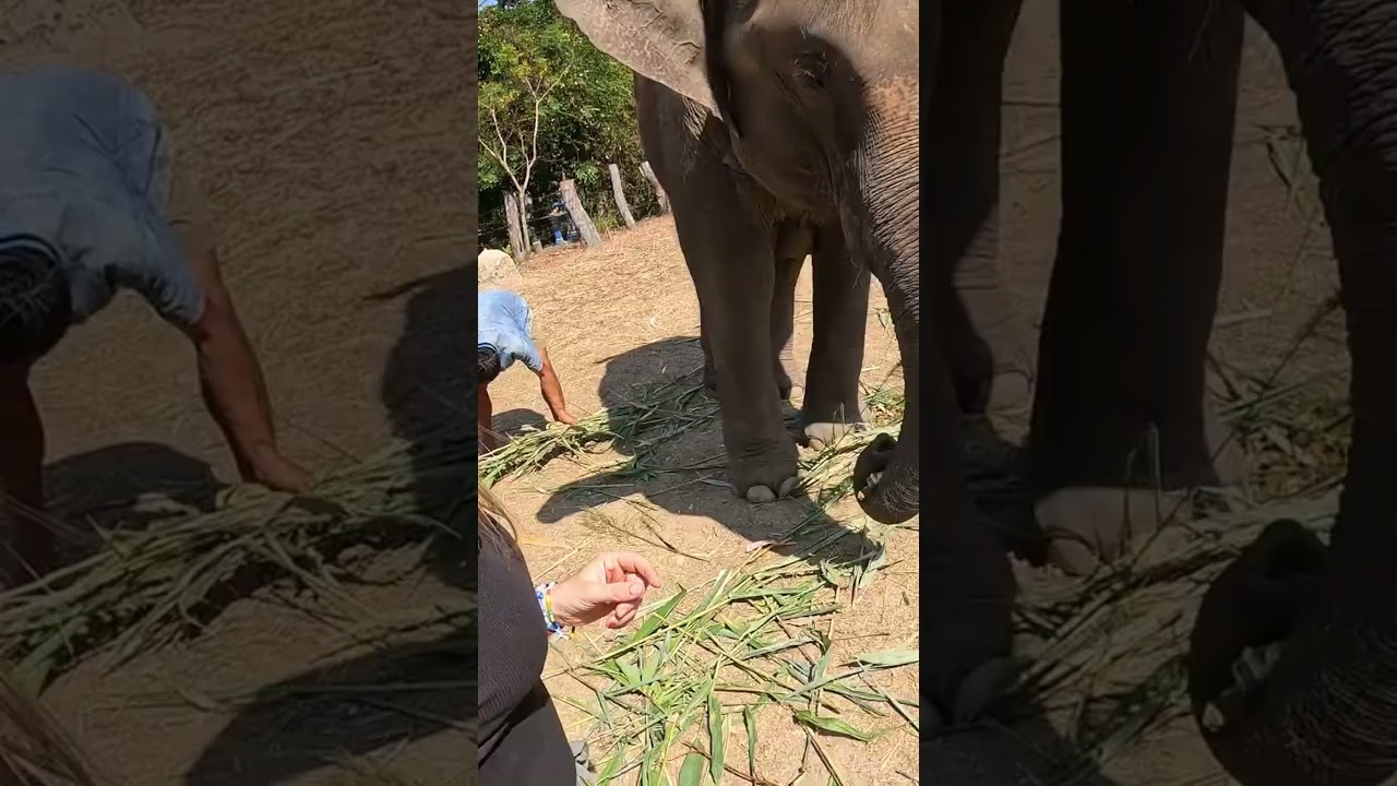 ELEPHANTS are AMAZING! Such an amazing day!! 