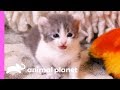 Adorable American Curl Kittens Explore Their Home | Too Cute!