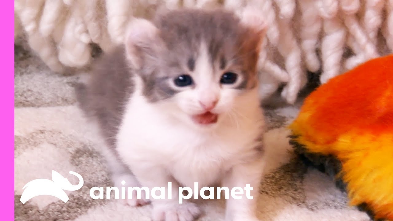 animal planet too cute kittens