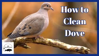 HOW TO Clean a Dove