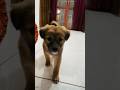 😙🧿 #funny #love #cuteanimal #viralvideo