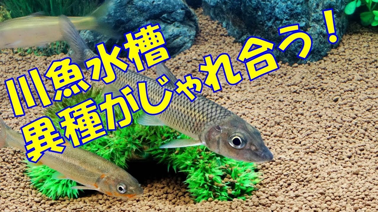 日本淡水魚90 他魚種 異種の魚が仲良くじゃれ合う癒し雑魚の水槽 Japanese Freshwater Small Fish Tank Youtube