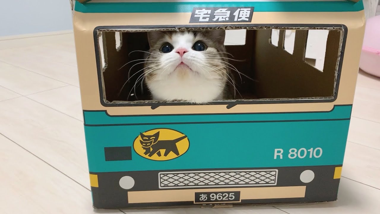 クロネコヤマトのダンボールトラックに猫を乗せてみたら可愛すぎた