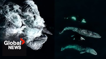 Drone video captures rare orca pod attack on adult gray whales