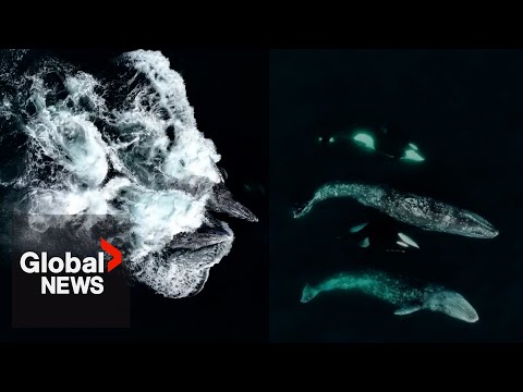 Videó: Kisállat gombóc: feltűnő drónfotók Ritka orkák megjelenítése, macska a motorban a kávéfutás alatt