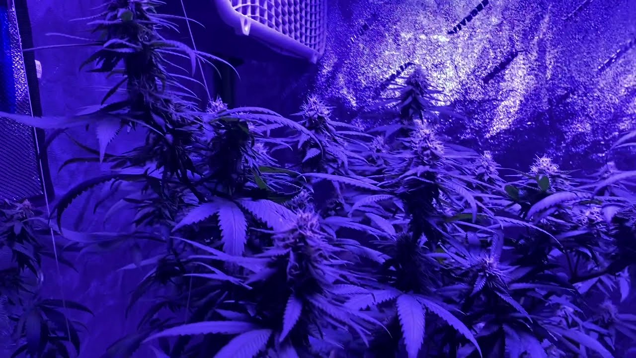 OG18 (Private Reserve) flowering week 5