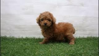 Coo&RIKU　No.00735685 Ｔ・プードル