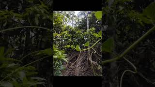 creative photography tips, withe phone using pro mood. wait for result. #aziz_click #photographyho