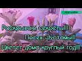 Раскрываю секреты посева Эустомы. Цветет круглый год.