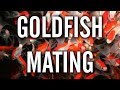 Goldfish Spawning / Mating Behavior