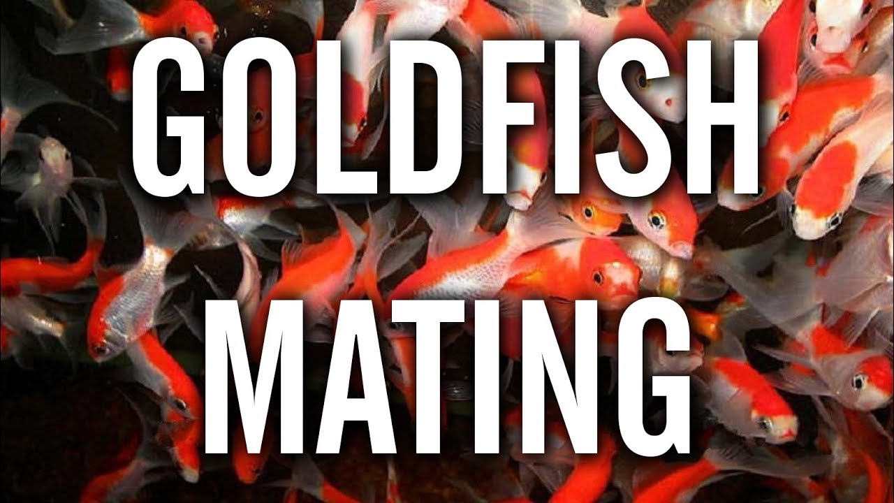 Goldfish Spawning / Mating Behavior - YouTube