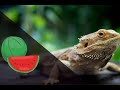 Are Watermelons Safe for Bearded Dragons? Tips for Feeding Your Pet