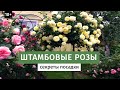 ШТАМБОВЫЕ РОЗЫ. РОЗЫ В САДУ