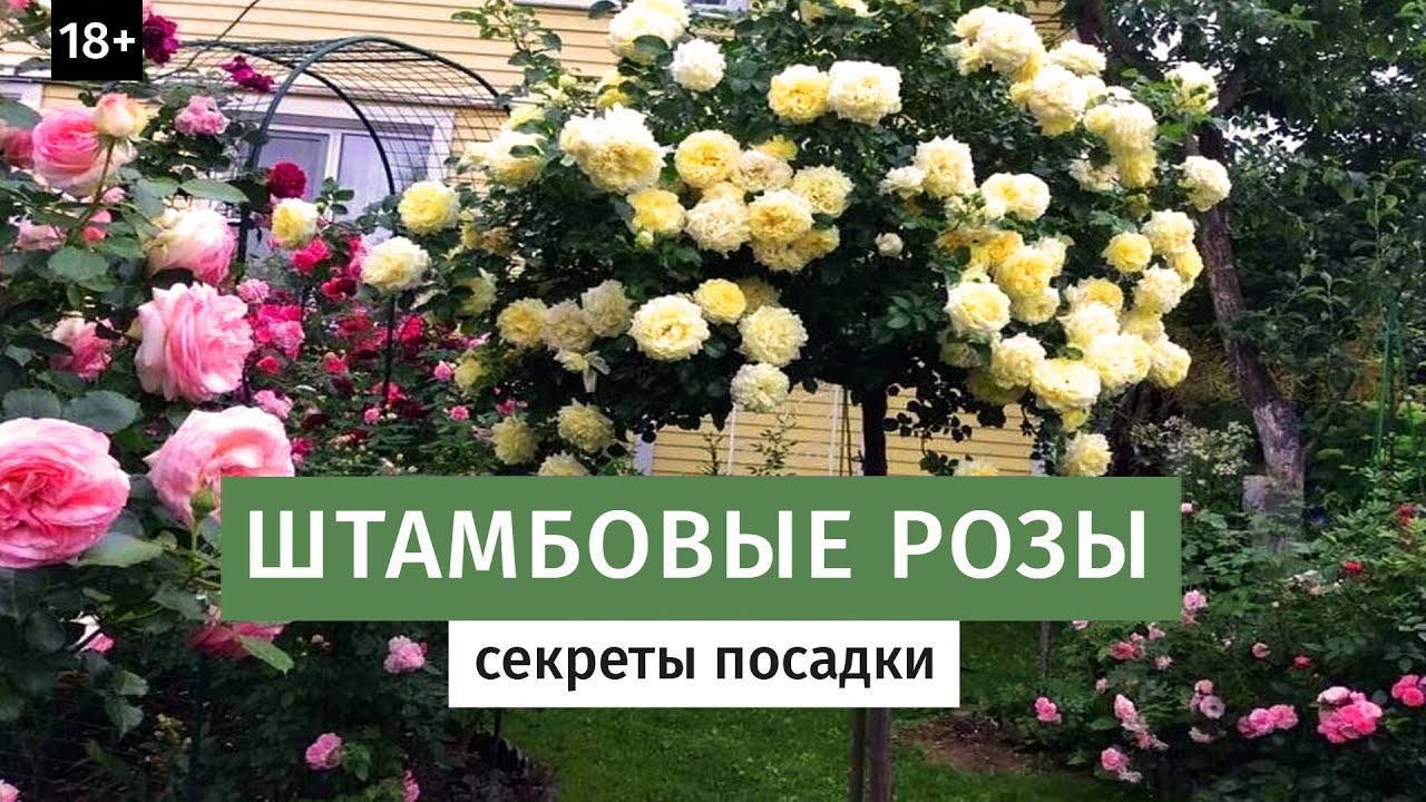 Штамбовая Роза Фото