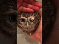 フクロウとそのユニークな特徴