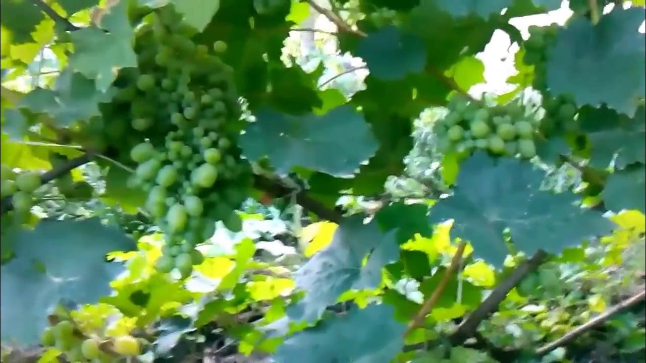 Виноград Подарок Запорожья. Урожай 2014 - YouTube