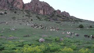 Kaledibi Köyü Sımroz Mezrasında Koyun Ve Kuzuların Ağıla Gelişi