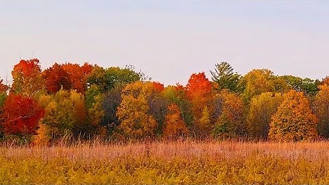 Forest of Sugar Maple Fall Color 🍁