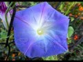 Blue Flower O beauty infinity Music of Sri Chinmoy