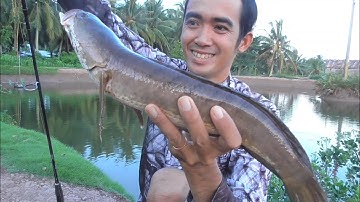 Test Mồi Lure Cá Phi, Ai Ngờ Dính Cá Lóc Chà Bá || VR Fishing #68