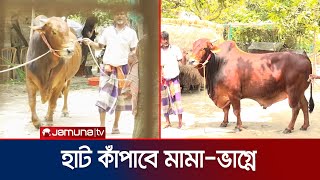 কোরবানির ঈদে হাট কাঁপাতে প্রস্তুত ঝিনাইদহের মামা-ভাগ্নে | Jhenaidah Cow | Jamuna TV