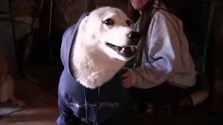 Husky Predicts the Winner of Superbowl LIII New England Patriots vs Los Angeles Rams!! by AnimalHouseforReal 1,455 views 5 years ago 30 seconds