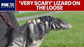 Argentine Tegus Has South Florida Invasive Lizard Made Its Way To Central Florida?