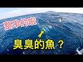 狙擊一公斤六七百元的深海臭魚，重點好吃又很好釣，船長堅決不賣？#赫馬士#船釣#深海魚