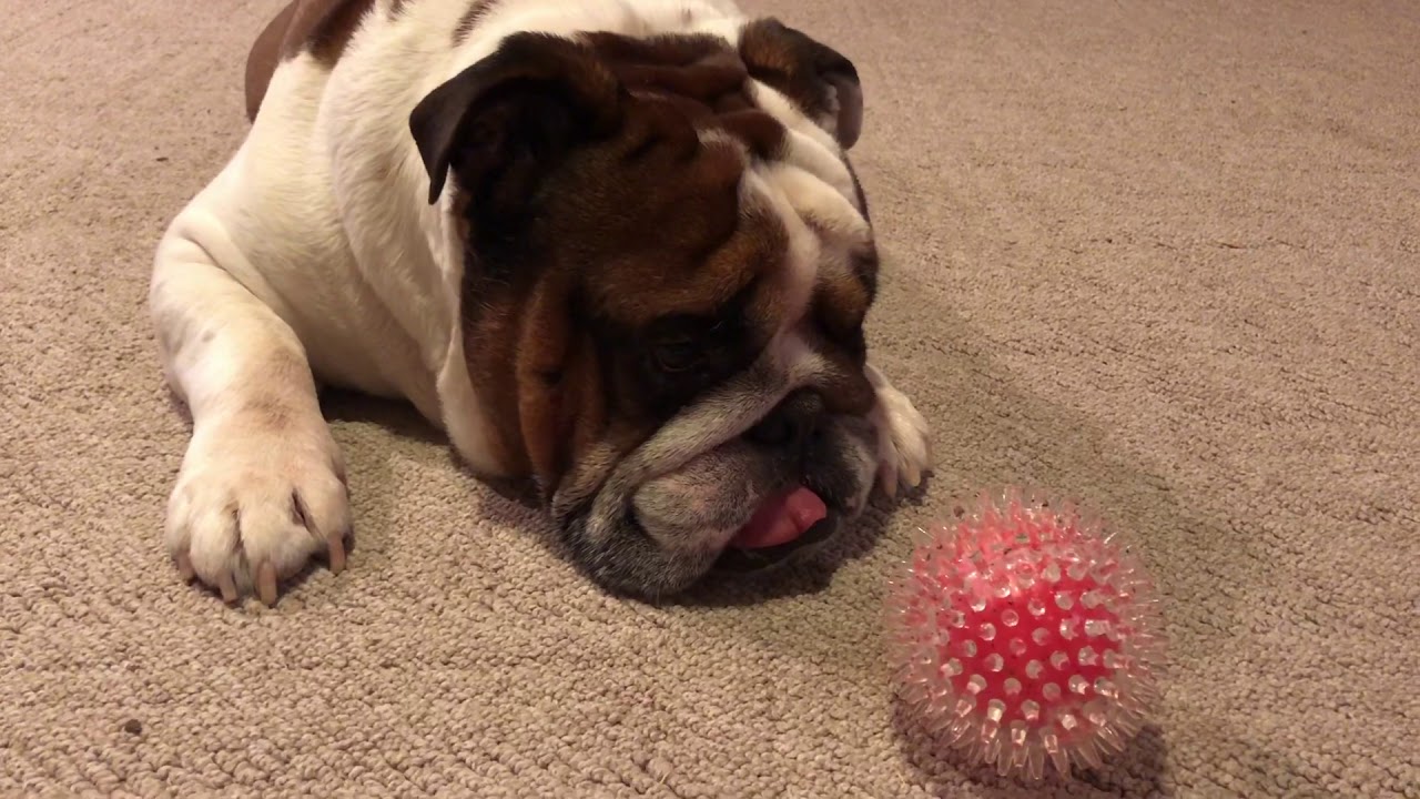 bulldog bluetooth speaker bim Bulldog got attention from sad movie while playing with his toy; มักขนาดเบิ่งทีวีนี้