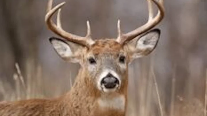 Wisconsin DNR provides updates on CWD testing ahead of hunting season