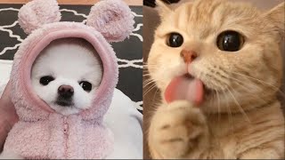 ♥Cutest Cats And Dogs Doing Funny Things 2020♥ #4 | Cute Pets