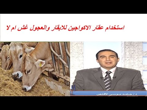 استخدام عقار الاكواجين للابقار والعجول غش ام لا