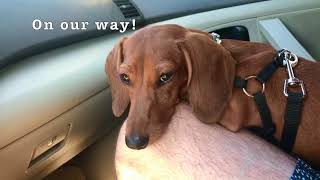 Mini Dachshund Puppy's First Beach Day