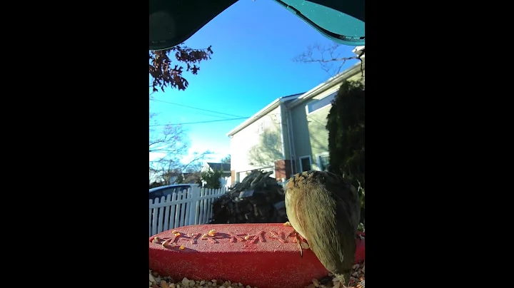 White Crowned Sparrow